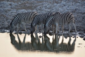 Vattenhål zebror, Namibia                 